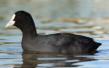 Wasserhuhn oder Blesshuhn - Foto: Richard Bartz