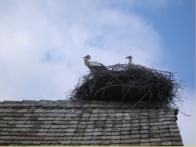 Storks - Photo: marco-reuther.de
