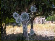 Distel - Foto: marco-reuther.de