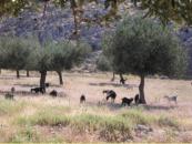Olive trees & goats - Photo: marco-reuther.de